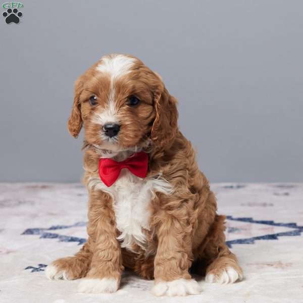 Oliver, Cavapoo Puppy